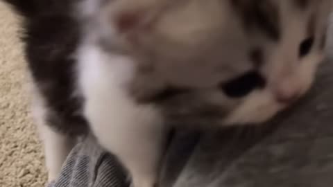 Cute Kitten Video 🥰