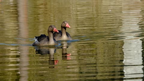 Cámara lenta enfocando a gansos en un lago