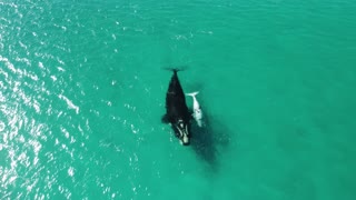 Southern Right Whale and White Calf (long video, but watch to the end for a great surprise)