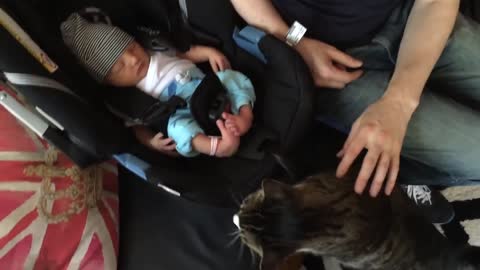 When cats meet baby's for the first time.