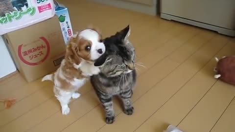 Puppy loves cat:)