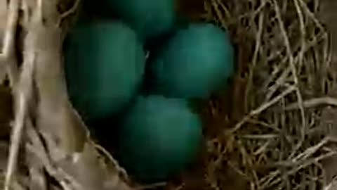 Urban Animals ~ Robin's Nest In My Backyard