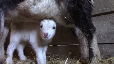 Baby Goat snack and nap