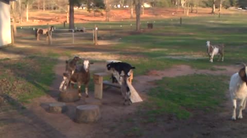 Baby Goats/Kids Playing on the New Playgound Obstacle