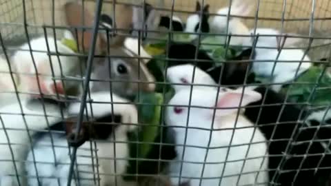 Rabits are eating spinach