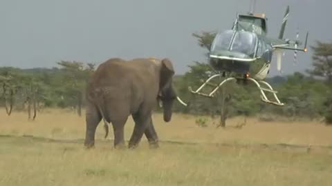 Elephant view by helicopter