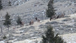 Elk Passing Thru