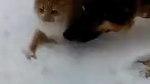 The dog is taking advantage of the cat in the snow