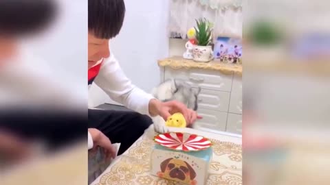 Funny dog shock the cake dog cutting