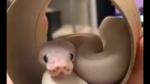 Will you pet a white snake like this?