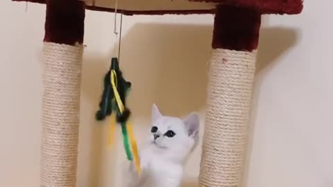 Cute cat is very playful