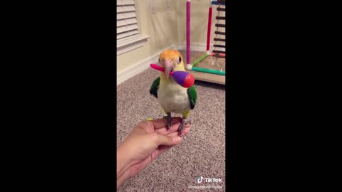 Cute and Funny Parrots Videos Compilation ~ Pet Birds of TikTok Comp