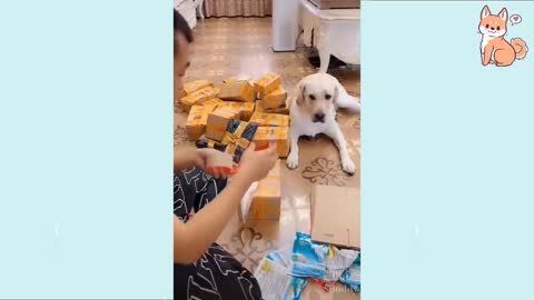 Smart Dogs / Cute puppies