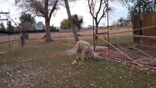 Alpacas Walking