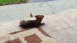 Cute puppy playing with a butterfly
