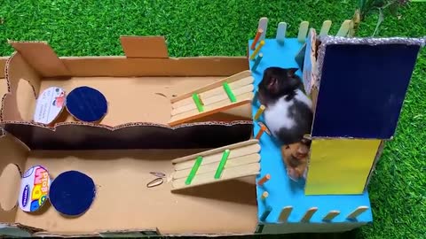Hamsters Race - Who is faster? Challenges Maze for Hamsters
