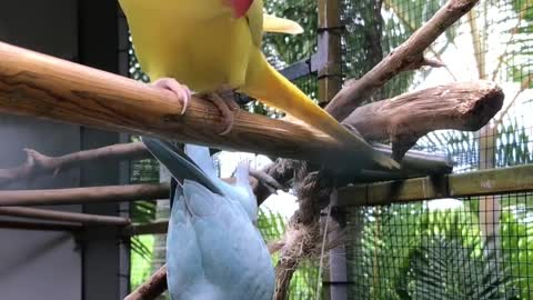 cut parrots