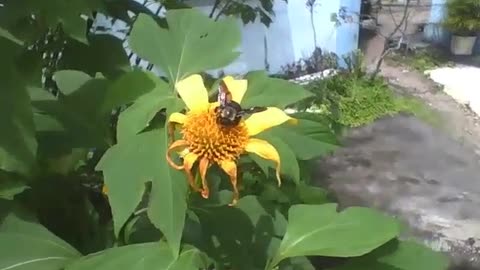 Carpenter bee is seen pollinating a sunflower, it is a robust insect! [Nature & Animals]