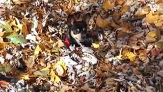 Chihuahua puppy pedro playing in a leaf pile for first time