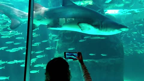 Woman approaches the shark