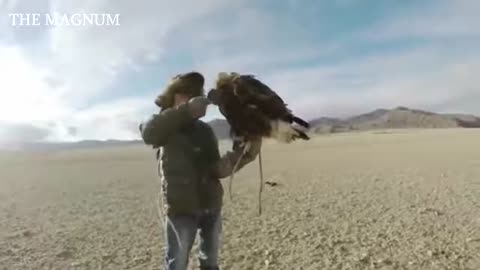 Eagles hunts