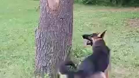 Poor dog and squirrel