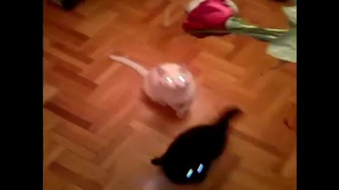 Cats vs Rose
