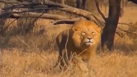Horror... Angry Mother Buffalo Killed Lion To Save Her Calf - Buffalo Vs Lion