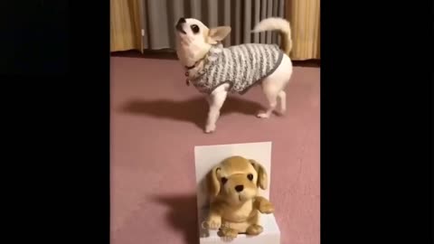 Dog copy toy cute reaction 😂