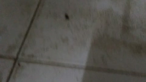 The Small Cockroach Going To Safe Zone