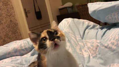See how funny my kitten reacts when I’m filming her