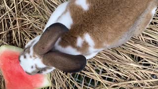 Rabbit Eats Watermelon