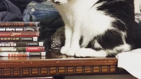 Neat Kitty Doesn't Like Having Money On The Table