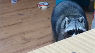 Raccoon cries outside the door and comes in and drinks water.