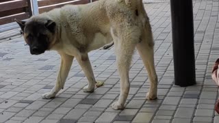 American Akita wants to play!