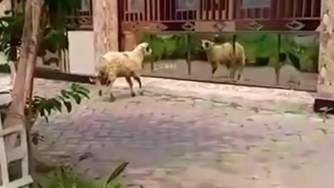 🤣🤣A sheep that horns itself