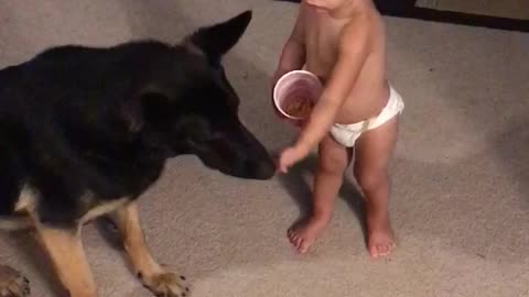 Baby tries to Train German Shepherd