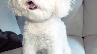 Dog has bad hair day