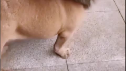 Funny dog video🐕