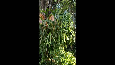Advanced Bromeliads Full Video December 22, 2020