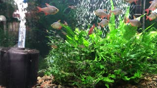 Columbian Tetra with babies