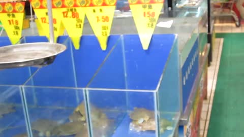 Turtles for sale in Chinese grocery store!