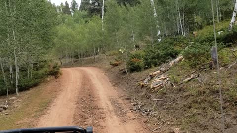 Hauling Cows Up The Mountain 11