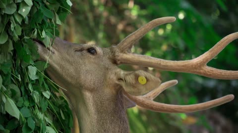 it's beautiful Fawn listens to human's advice to be gentle to bunny rabbit