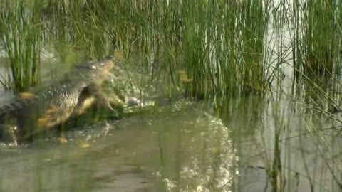 This Crocodile Has to Live With Sharks!.mp4