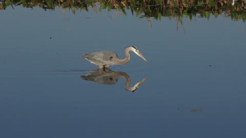 Great Blue Heron Feeding in the lake