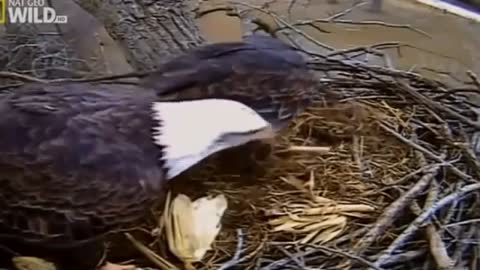 The American Bald Eagle National Geographic Documentary