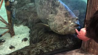 This grouper weighs over 300+ lbs