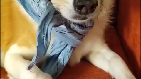 funny dog having a hanky around his head