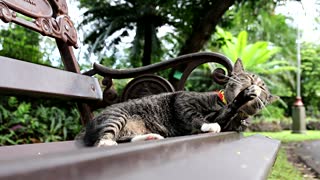 owner's cat waiting him on street bus chair